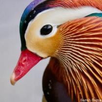 Mandarin-Duck-Central-Park-Pond-Hallett-Sanctuary-Sarah-Samaroo-NYC17